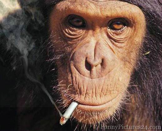 Funny monkeys smoking |Funny Animal