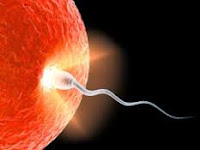 http://cplosangeles.juntaextremadura.net/web/laminas_interactivas/celulas_sexuales02/actividad.html