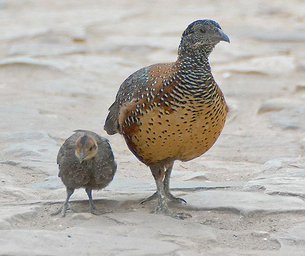 Sri Lanka Spurfowl