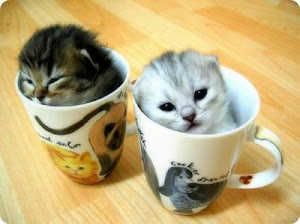 Kittens in Cups