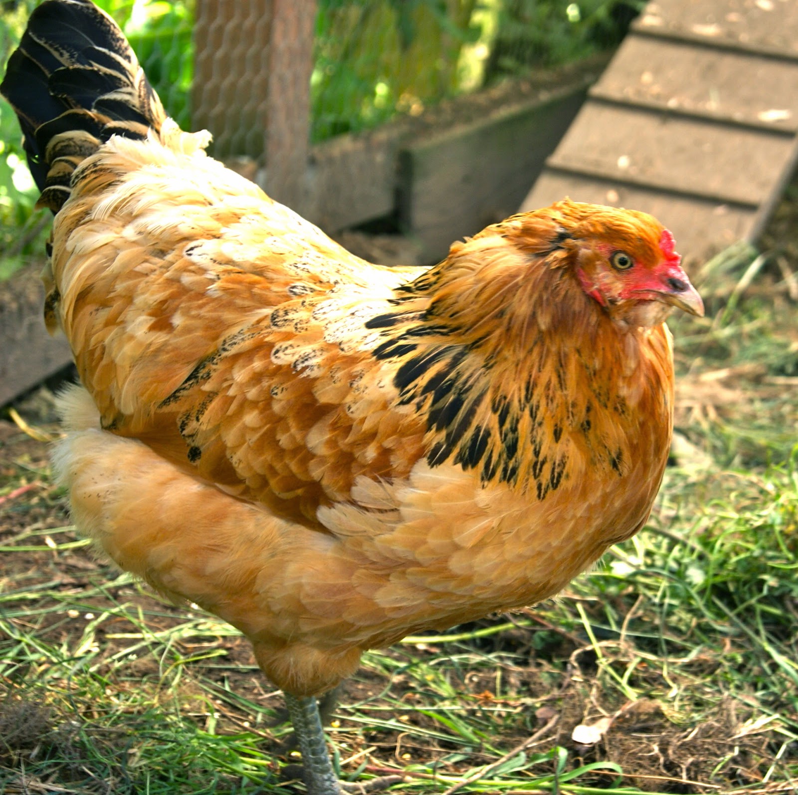 HA! Moments Dumb Chicken!