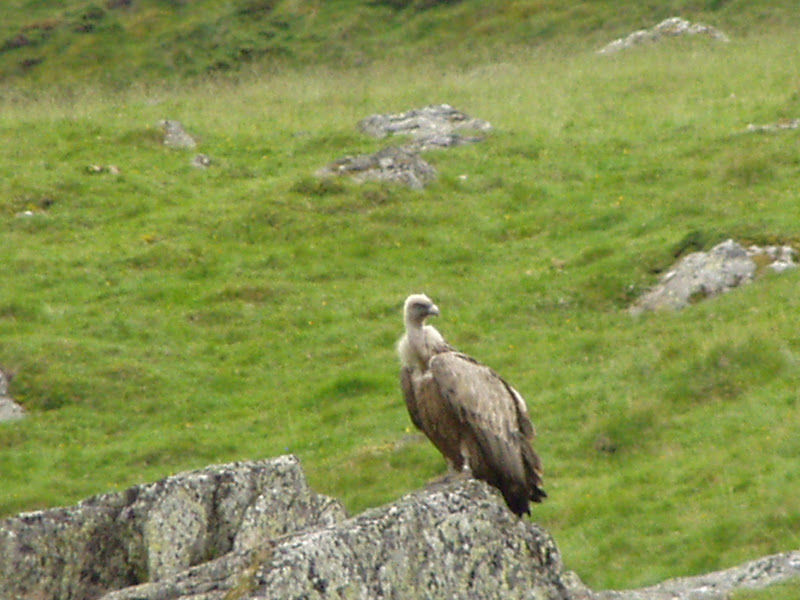 rencontre des barbus alpins