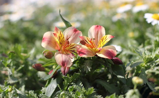 Peruvian Lily Flowers Pictures
