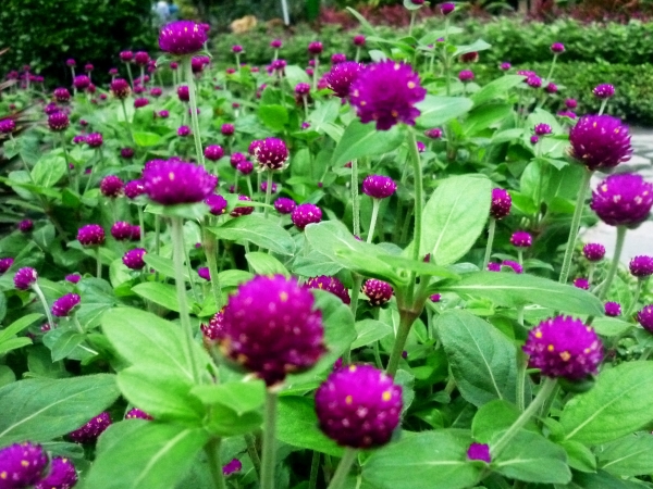 [Image: chua-benh-bang-hoa-cuc-bach-nhat-4.jpg]