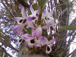 Orquídeas, na casa de minha mãe...lindas!