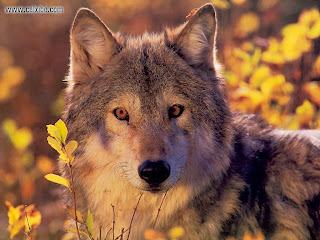 Bildergebnis für beautiful wolf