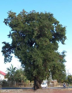 pohon asam