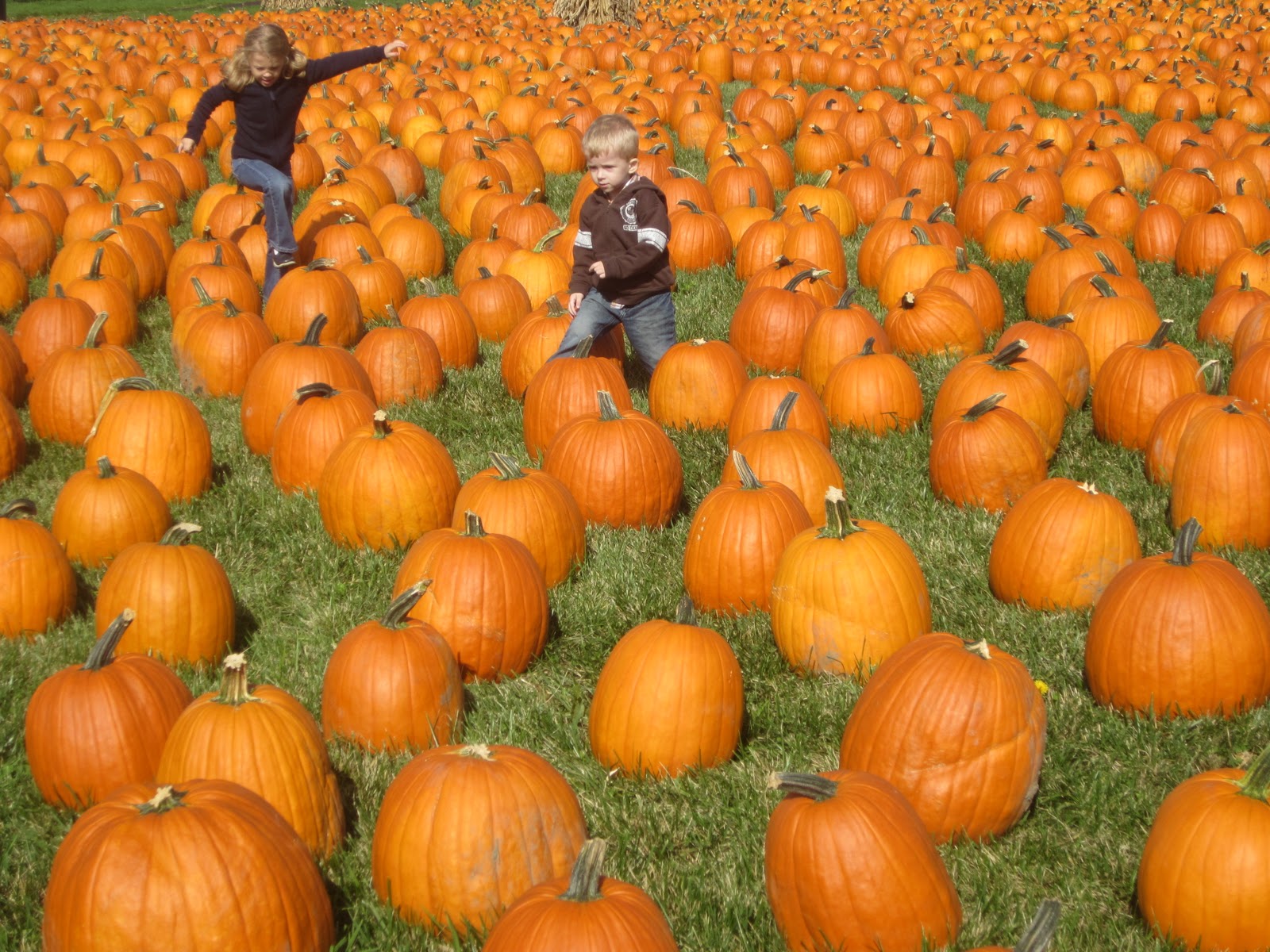 Embellishing Life trip to the pumpkin farm