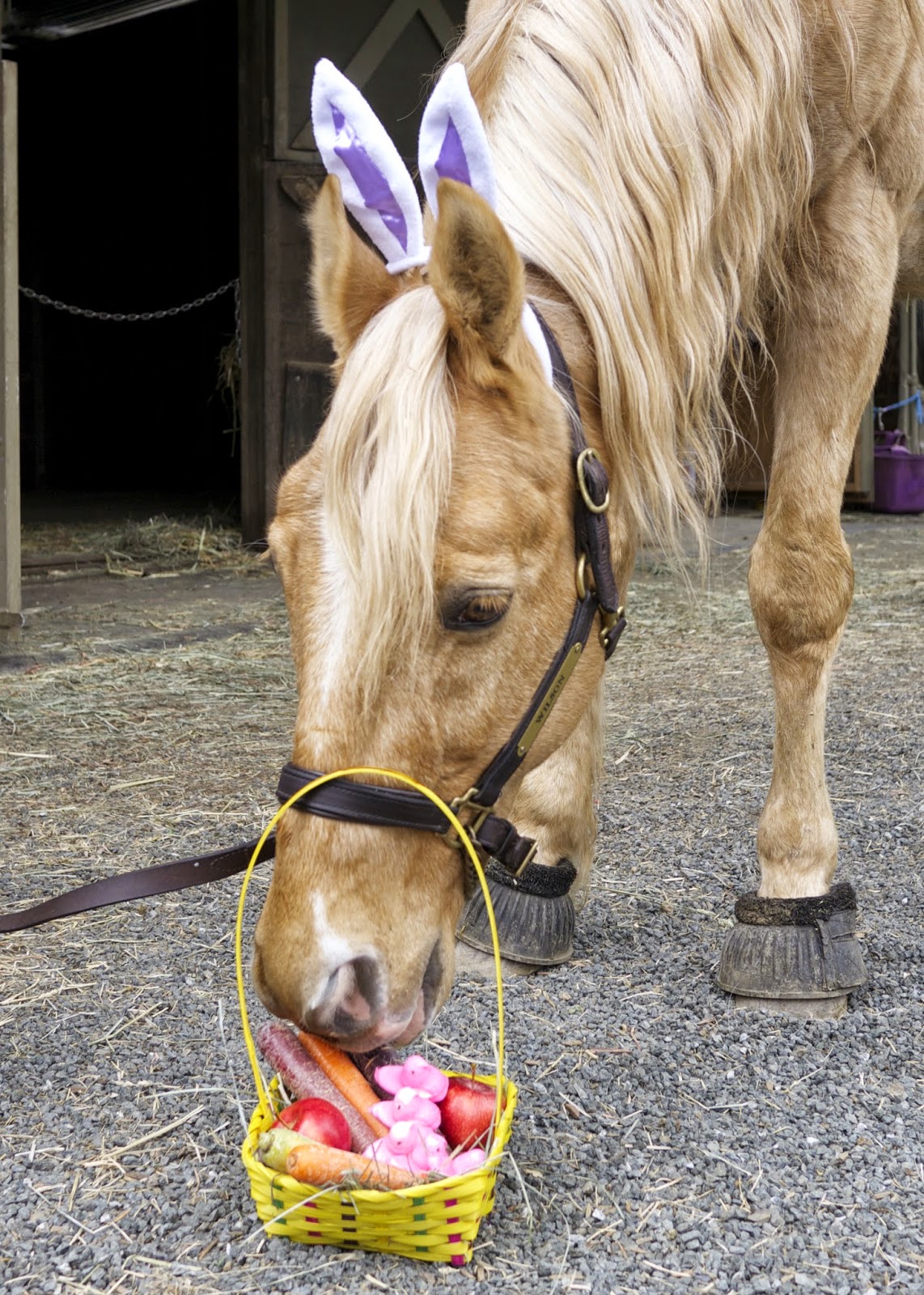 Easter Shenanigans DIY Horse Ownership
