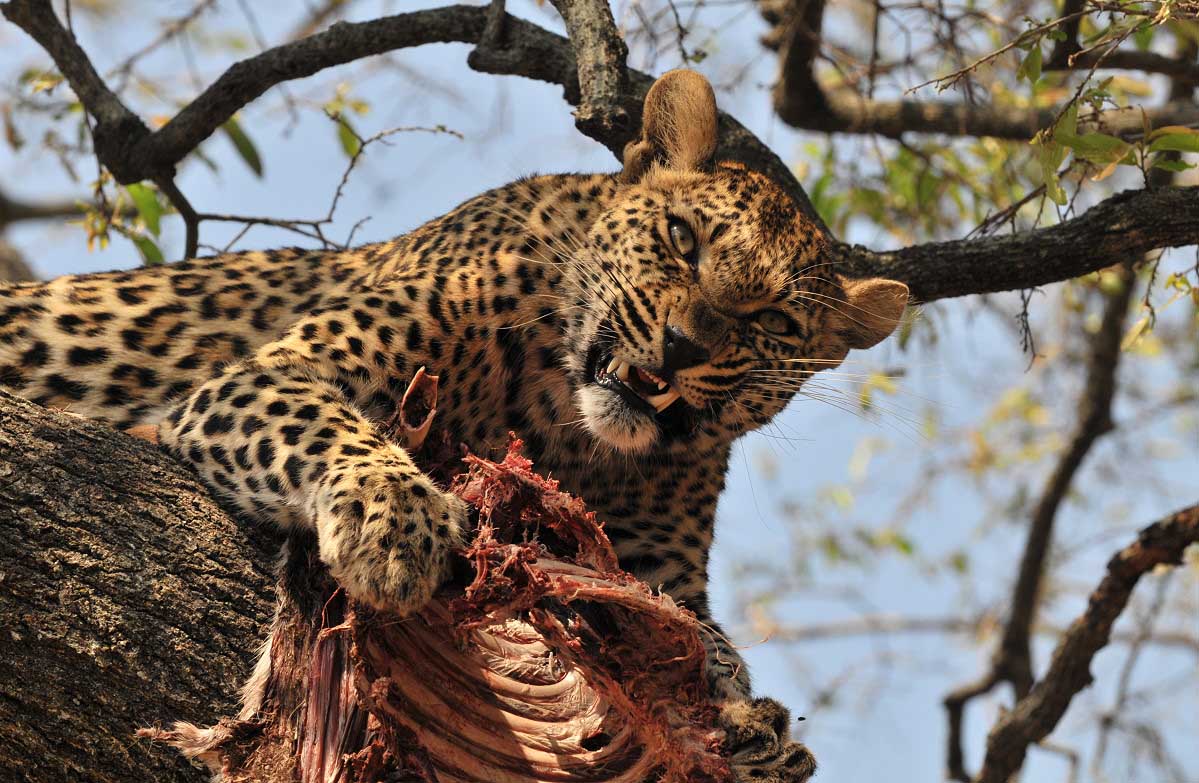 http://1.bp.blogspot.com/-UAXJN8FWjDQ/UDsDaBapZAI/AAAAAAAAAzM/5otYg6ErxTQ/s1600/leopard-kill-+dangerous+animals+leopard+attacking+prey+leopard+on+the+tree+after+attacking+and+hunting+prey+animals+of+kenya+dangerous+animals+of+africa+wildlife+beautiful+amazing+animal+picture.jpg