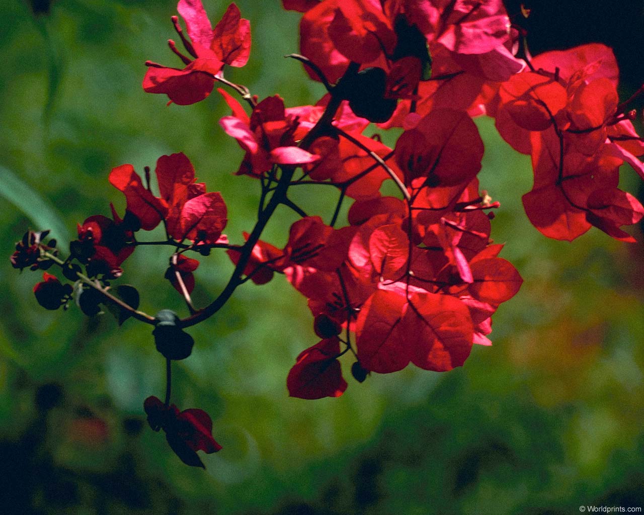 Bougainvillea Wallpaper