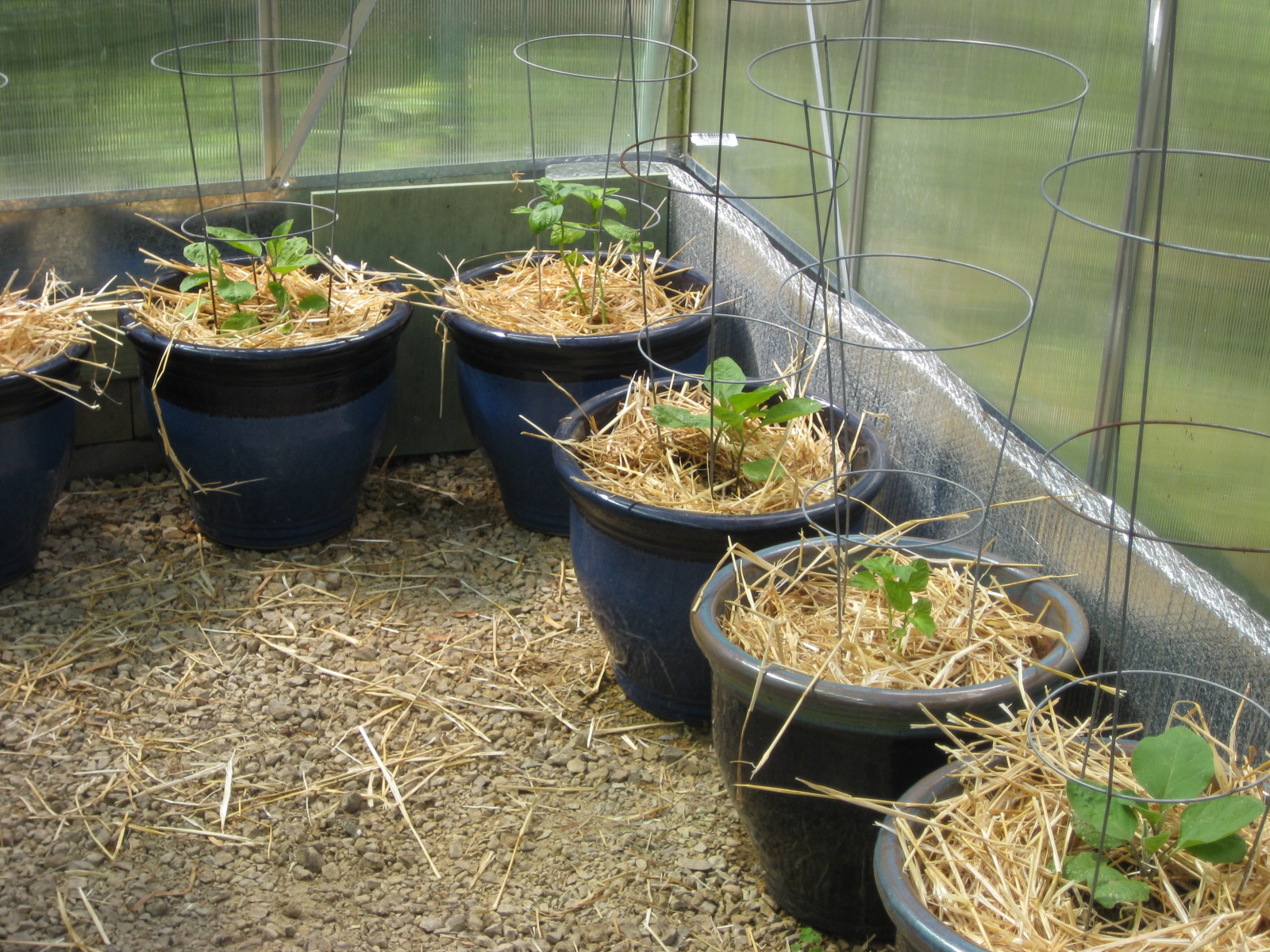 Red Bucket Farm Greenhouse Transition