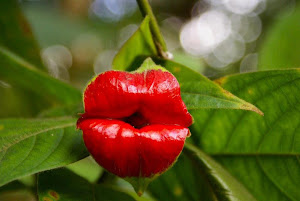 "Hooker Lips" plant