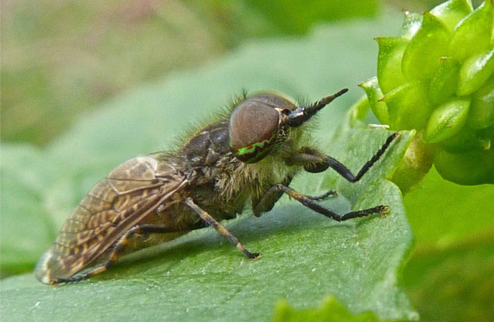 Insects of Scotland Mosquitoes/Midges/Horseflies