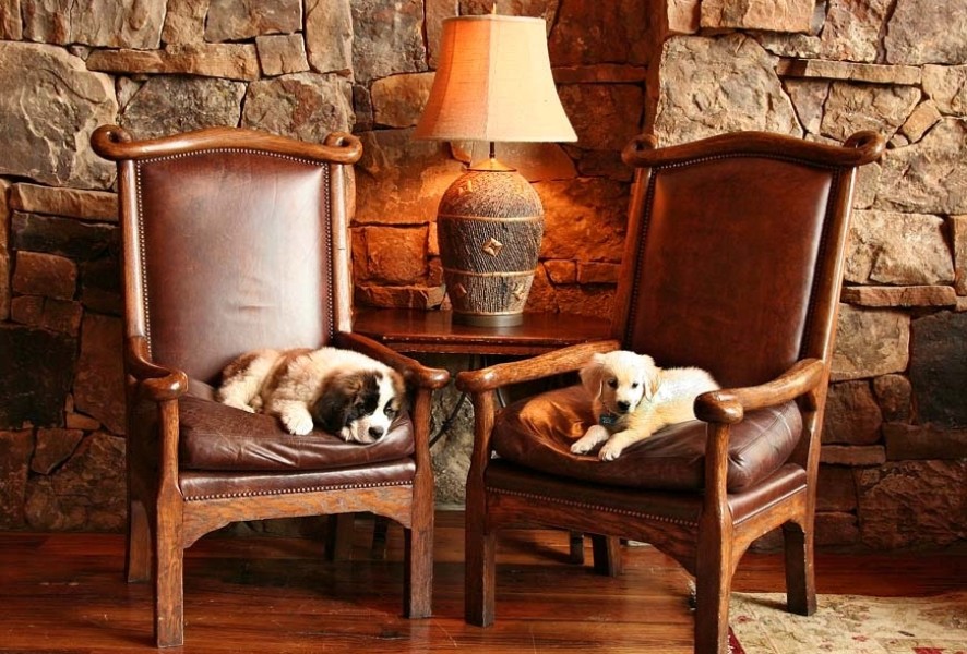 Best Pet Friendly Hotels Dc at Robbie Davies blog