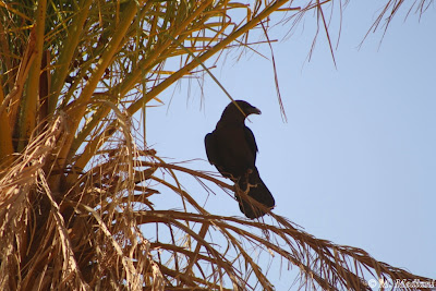 Corbeau 