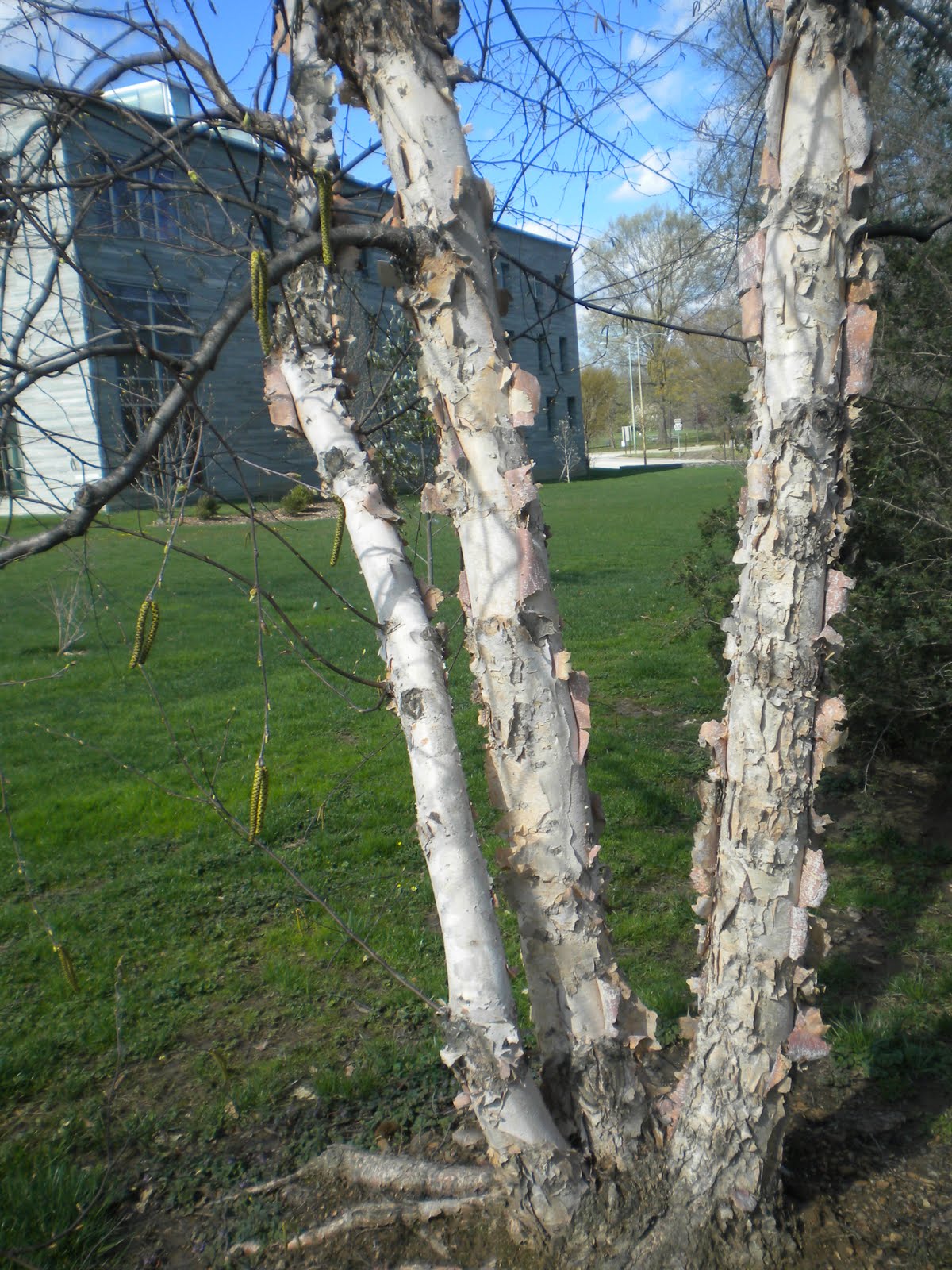 The Trees of Swarthmore's Campus Paper Birch, Betula papyrifera