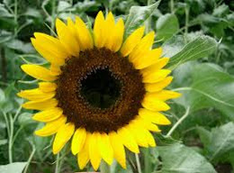 Girasol (Helianthus annuus L.)