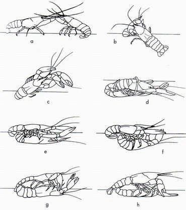 Medan CrayFish | CrawFish | Crawdad: Sexing Crayfish / Crawfish