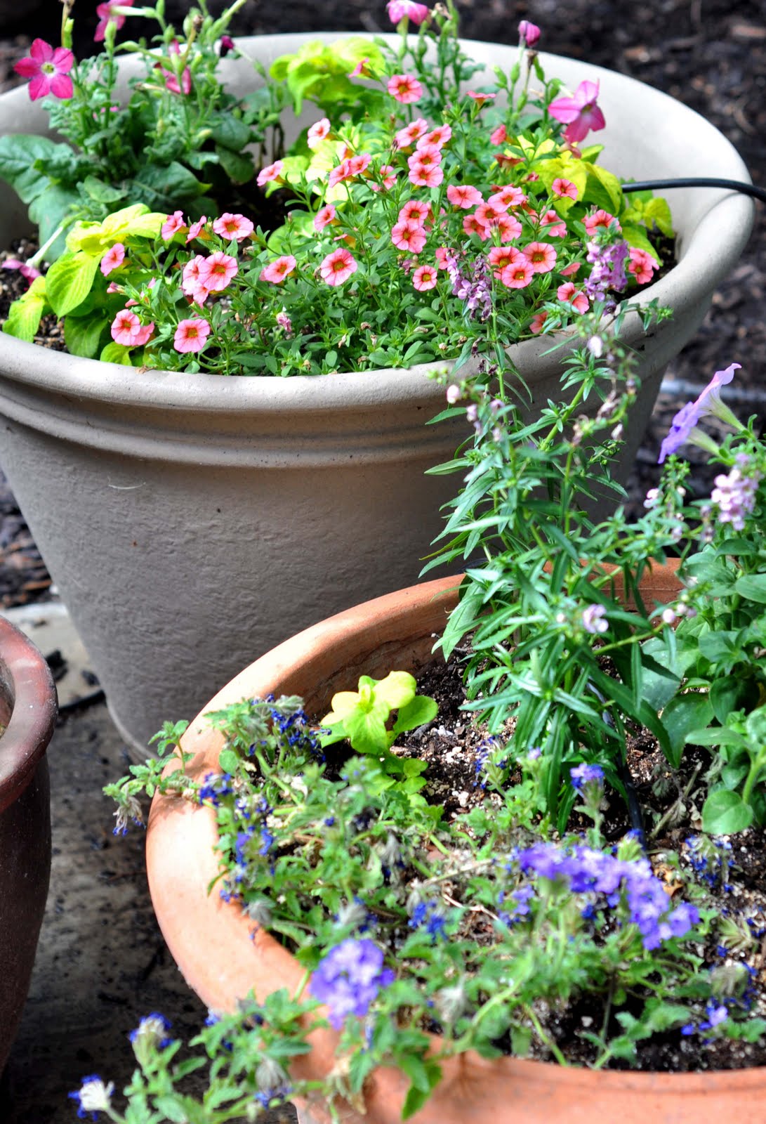 Aesthetic Nest Gardening Planting Patio Pots