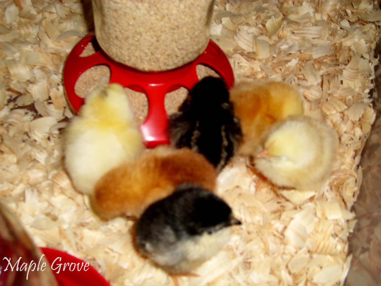 Maple Grove Brooding Chickens