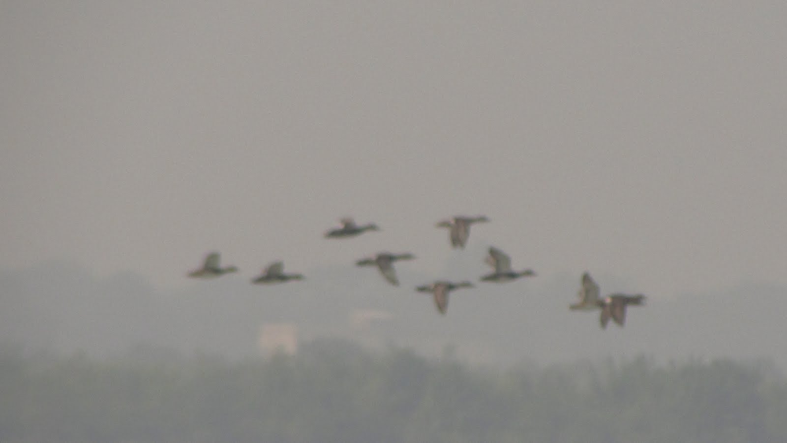 ducks taking to flight