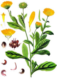 Garganistan Gargano Calendula officinalis