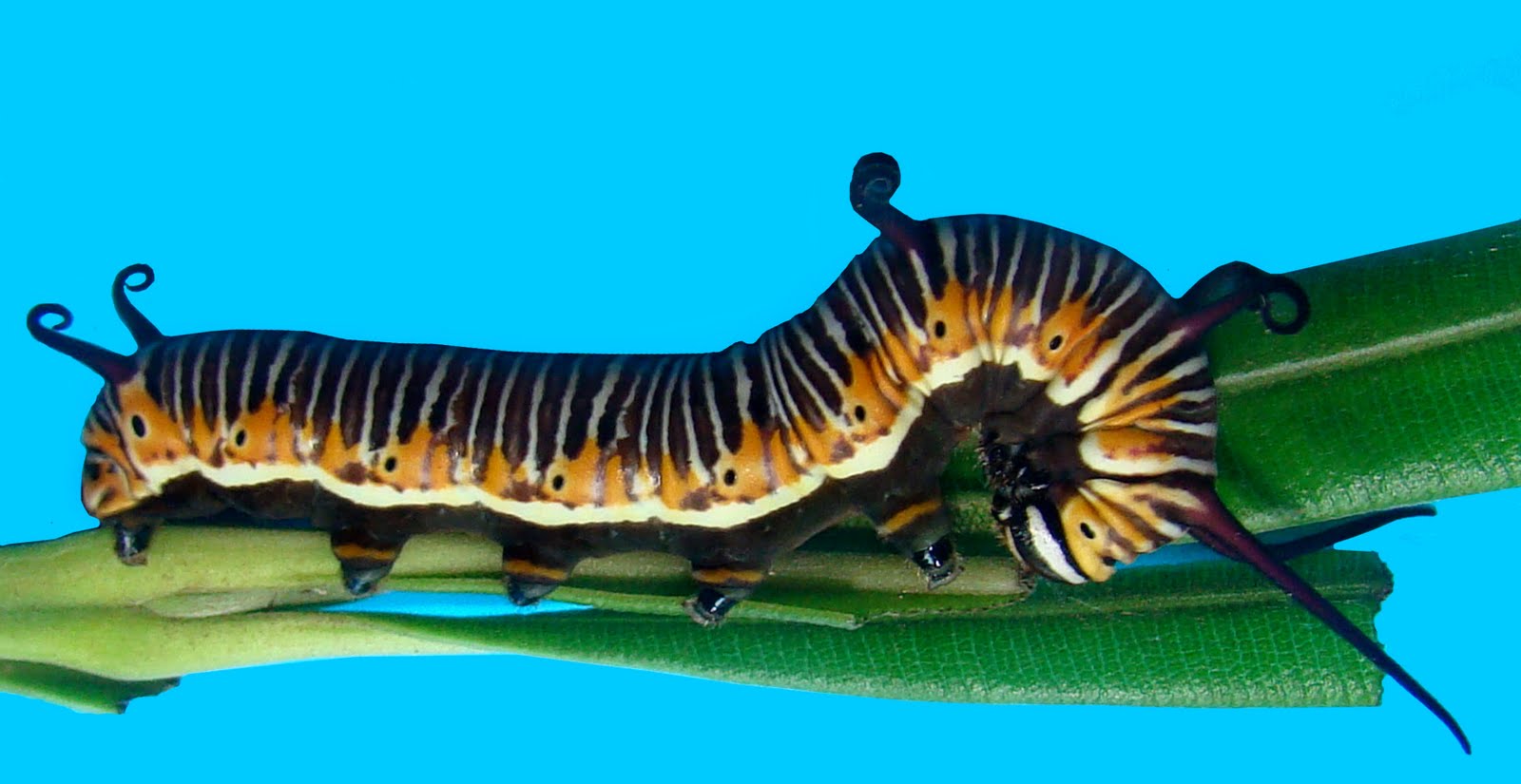 Insects of Kerala: COMMON INDIAN CROW BUTTERFLY- Euploea core-2