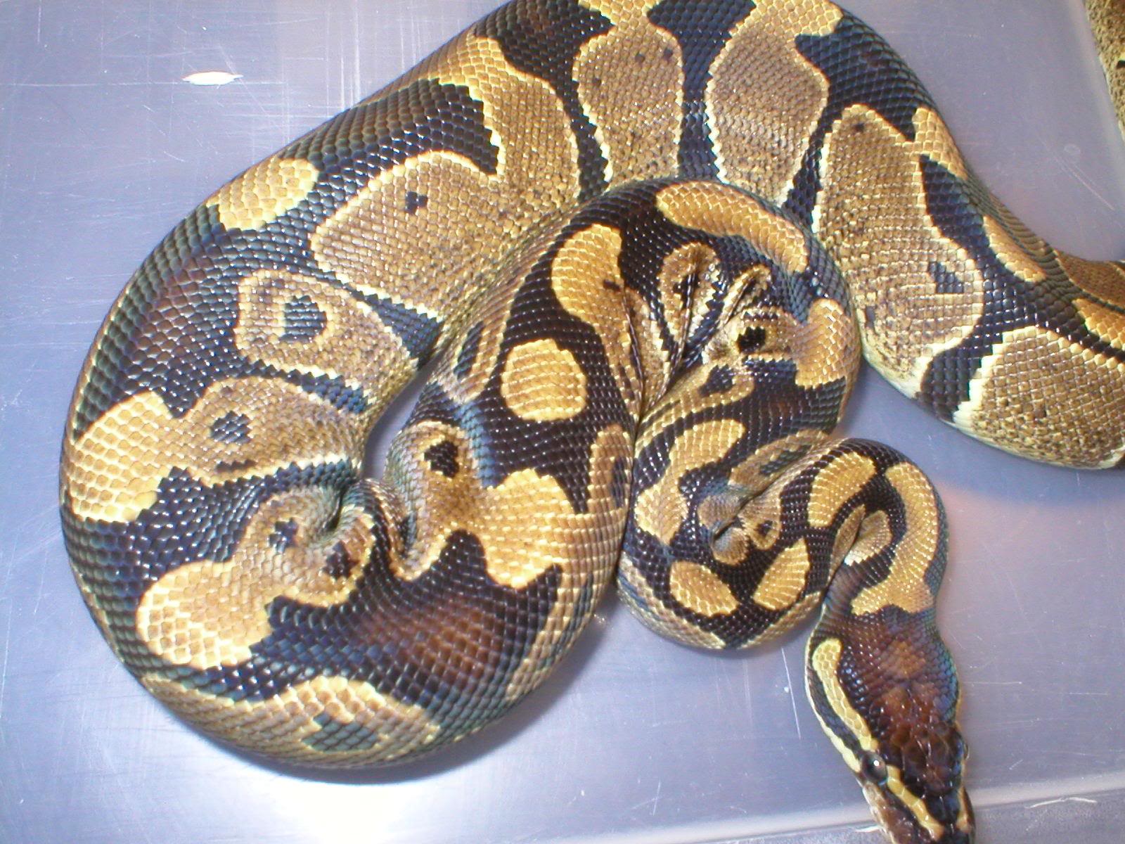 herpetology: Ball Python (Python Regius)