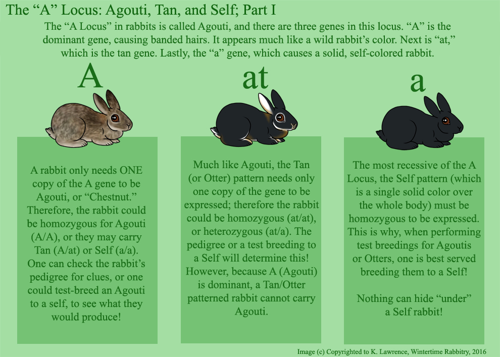Rabbit And Musings Cheat Sheet Understanding the A Locus