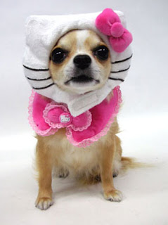 Dog in Hello Kitty costume