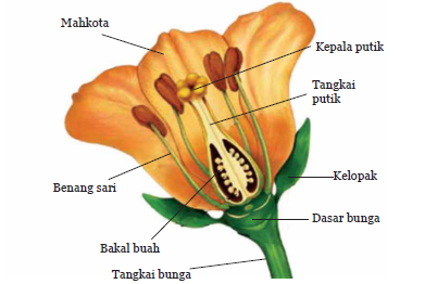 Just Sharing Perkembangbiakan Pada Tumbuhan