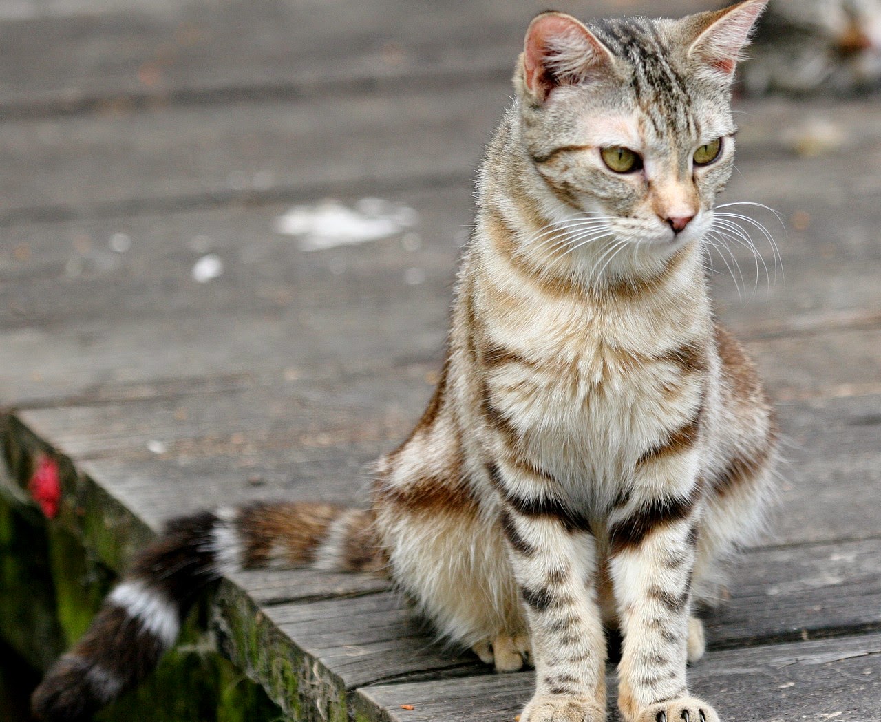 Katniss the Kitty Cat The Feral Life Cat Blog