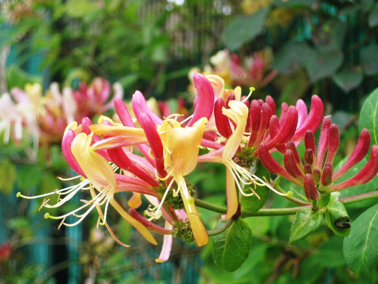 Travels in and around my garden Apples and pears and