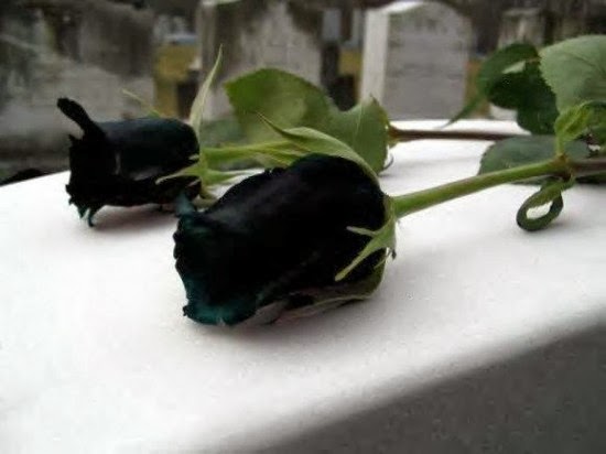      Halfeti-black-roses3