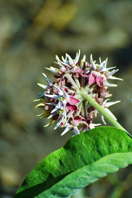 Showy Milkweed, Asclepias speciosa_7548