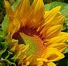 sunflower michael jackson justice