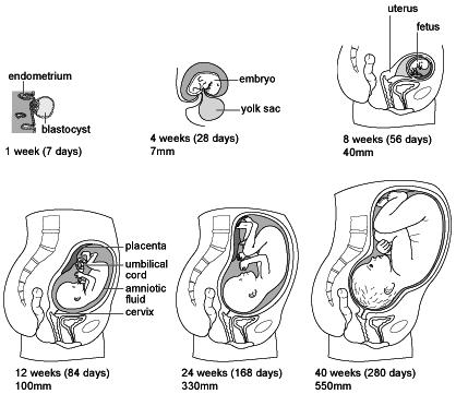 PREGNANT: Stages of Pregnancy Development