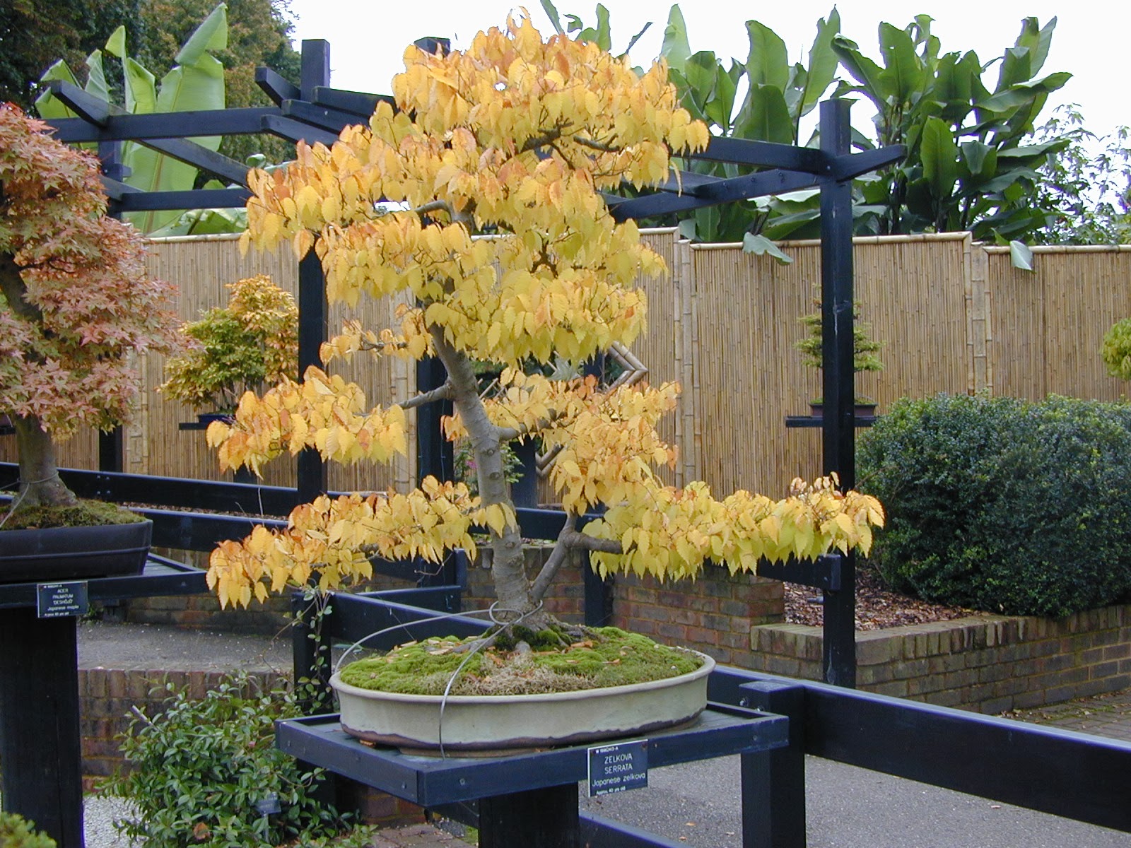 Trees of Santa Cruz County Zelkova serrata Japanese Zelkova