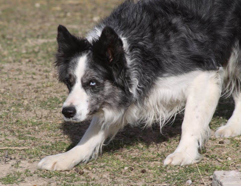 Knotty Pine Ranch Dogs