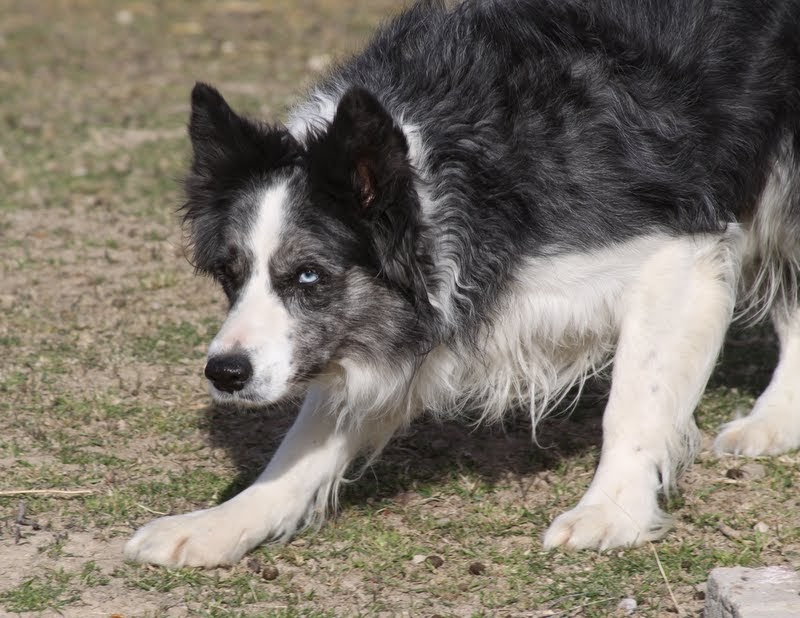 Knotty Pine Ranch Dogs