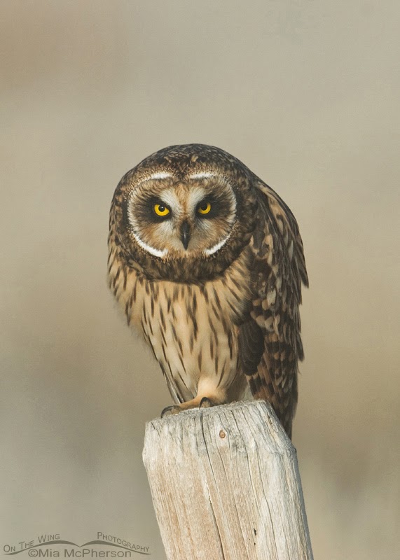 morning owl late bird morning owl late bird