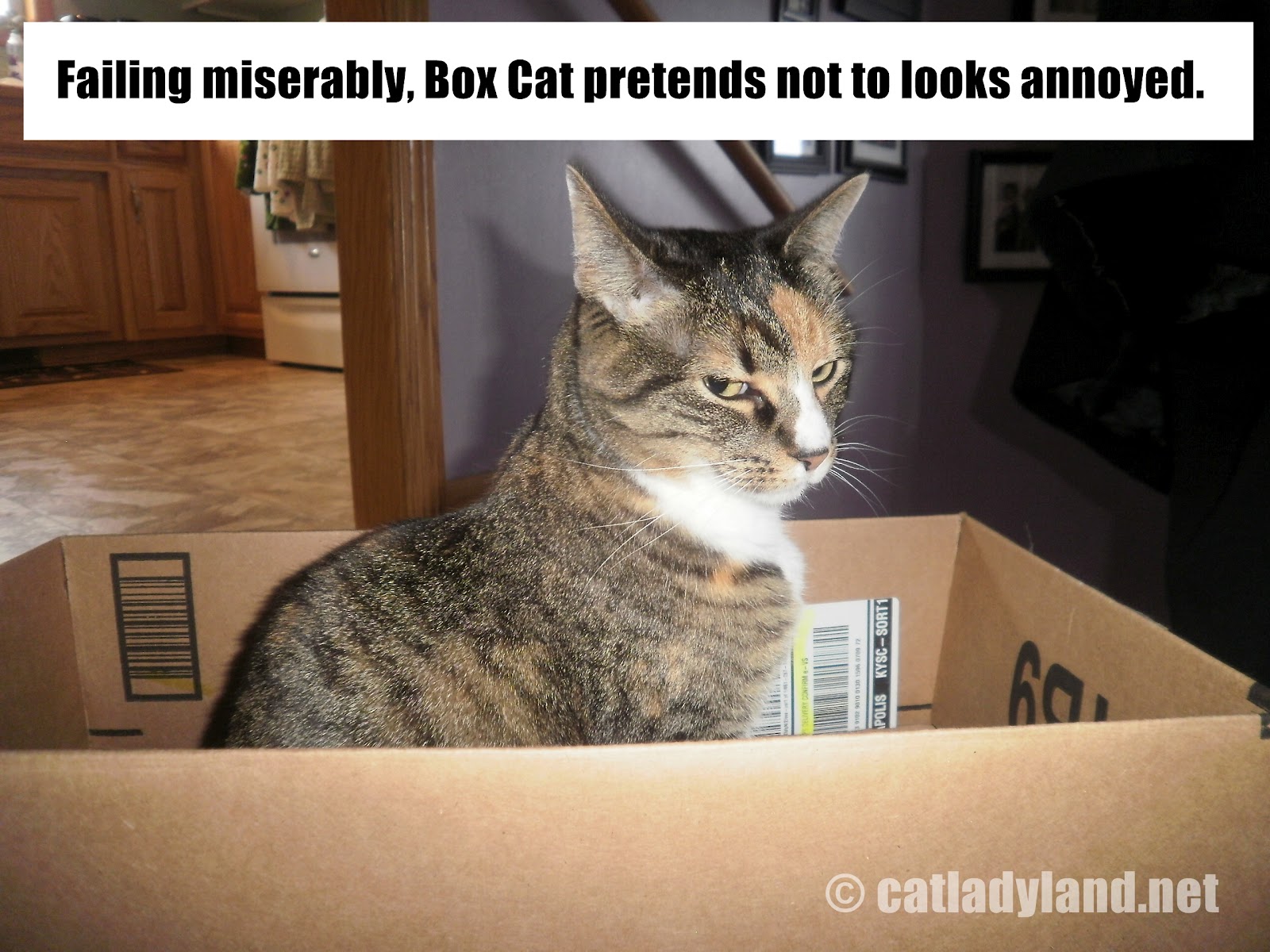 Cat Pictures Funny
