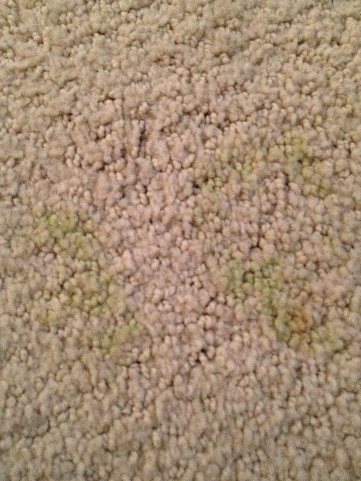 The DIY Guinea Pig Carpet Spot Cleaner