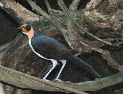 Grey Necked Rockfowl Birds