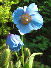 Himalayan Poppy