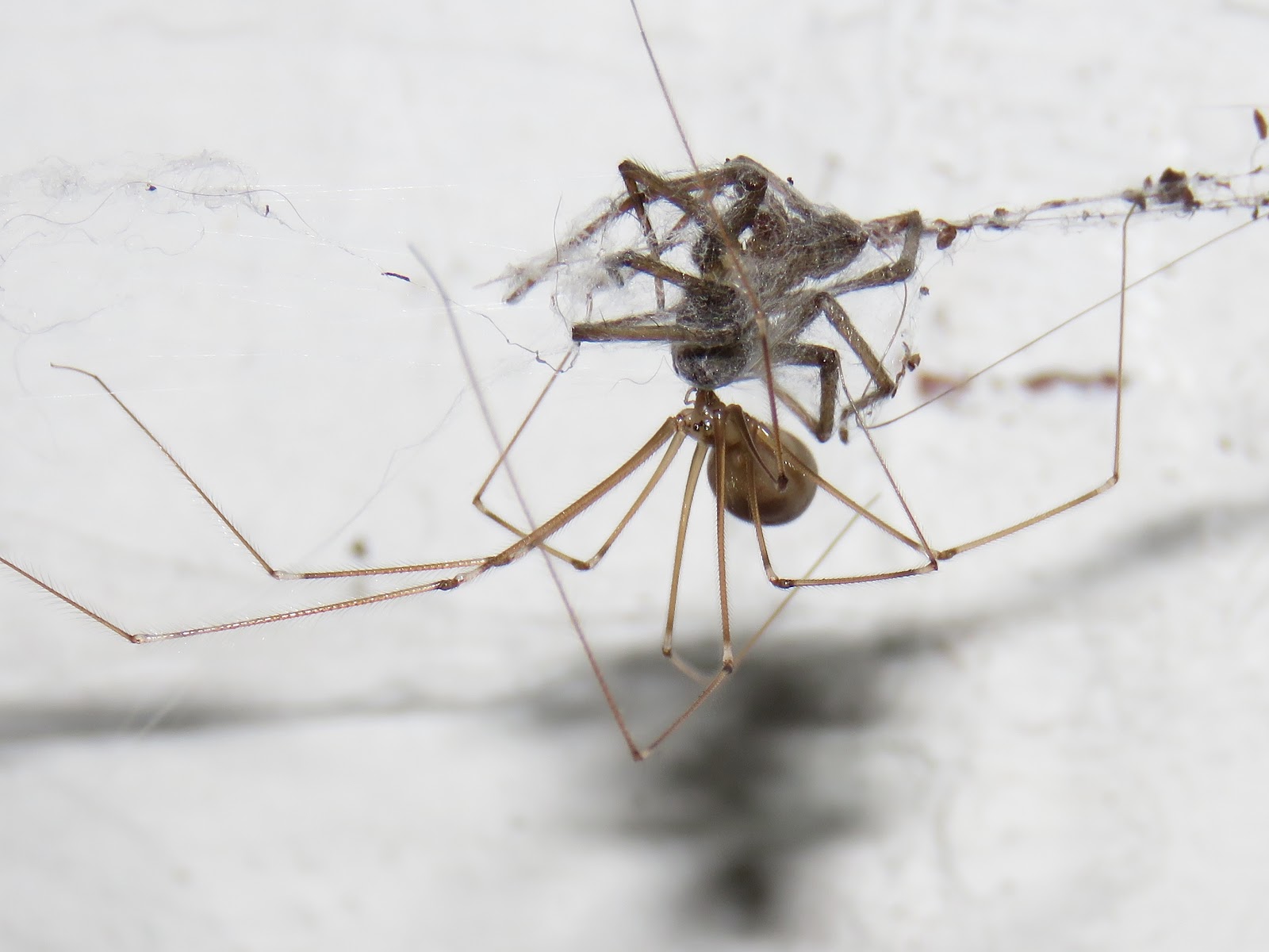 BugBlog Pholcidae cellar spiders