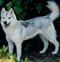 Foto Anjing Siberian Husky Copper Foto Anjing Siberian Husky Copper