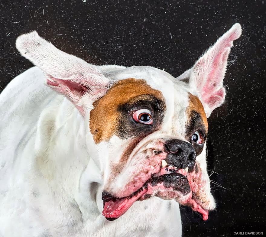 The Gibble Slow Motion Photos Of Dogs Shaking Their Heads