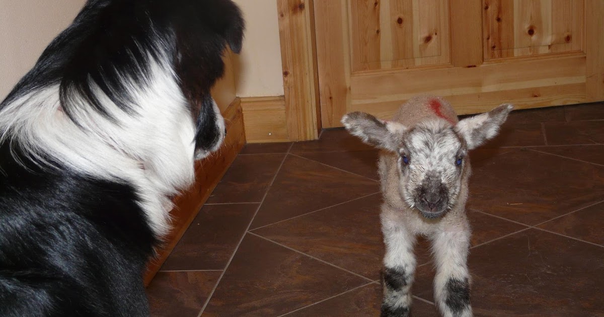 Predators On The Sheep Farm